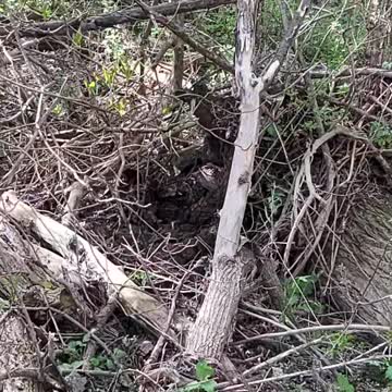 Windy day uproots tree 🌳 Part 1