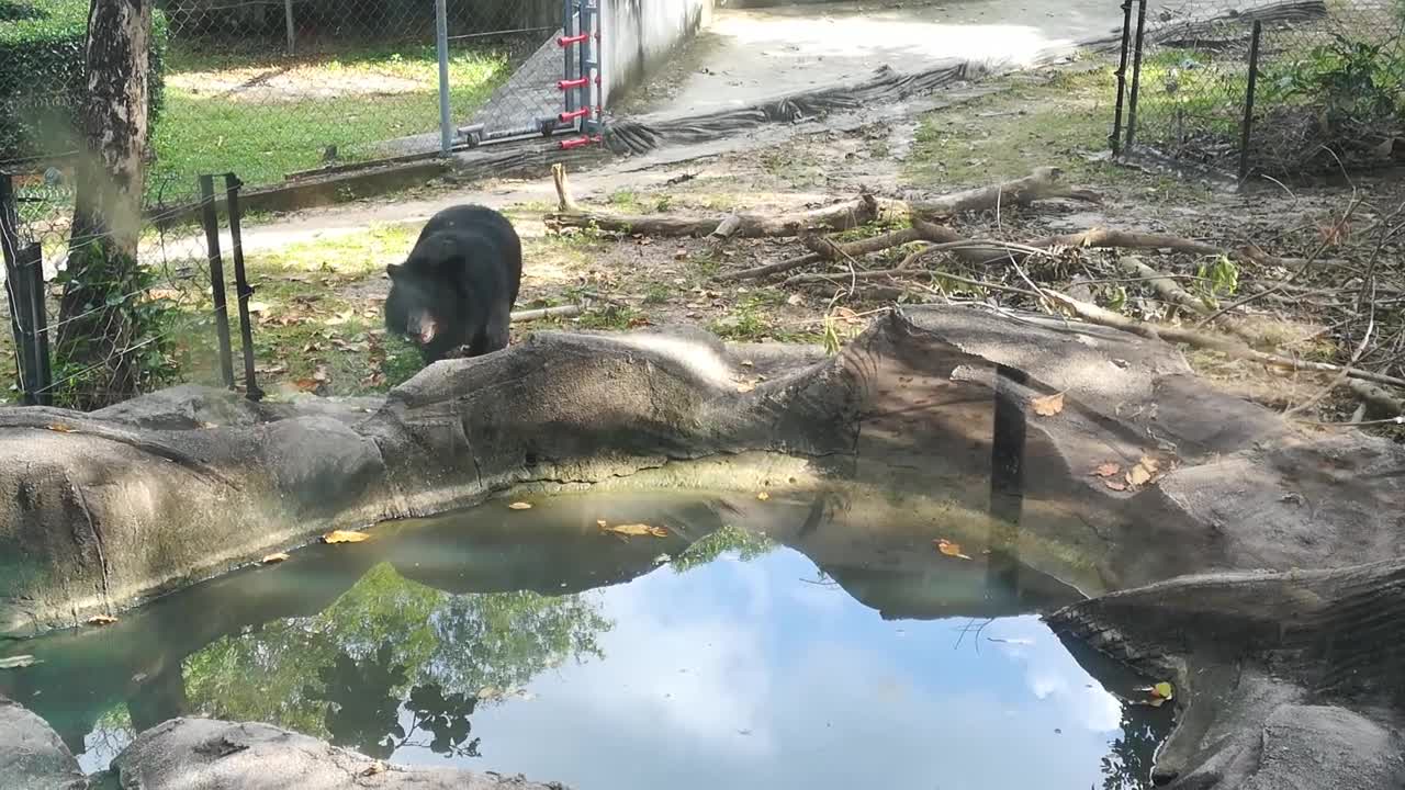 beautiful fat sunbear he walking 😛