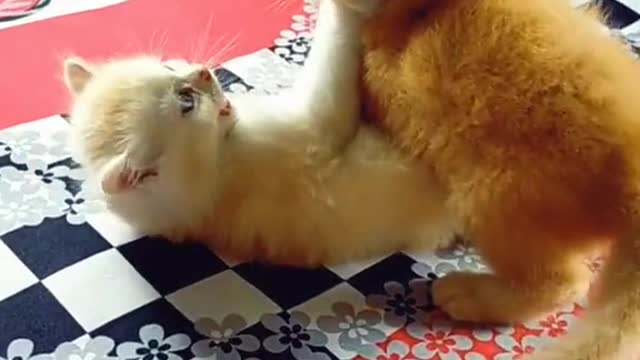 funny cat | tow cat fighting and talking funny