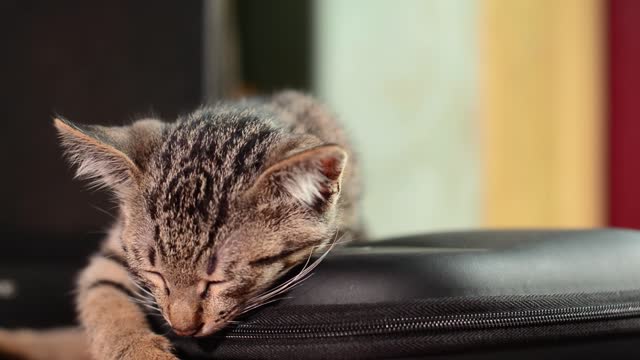 OH little cute cat sleep