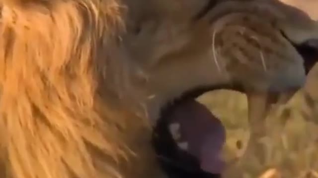 Try Not To Laugh -- Video Of Strange Reactions Of Dogs And Cats