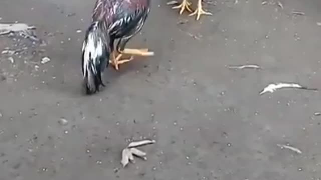 chicken hit nerves