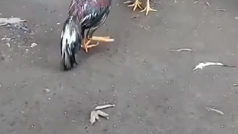 chicken hit nerves