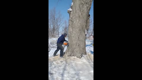 Old tree coming down