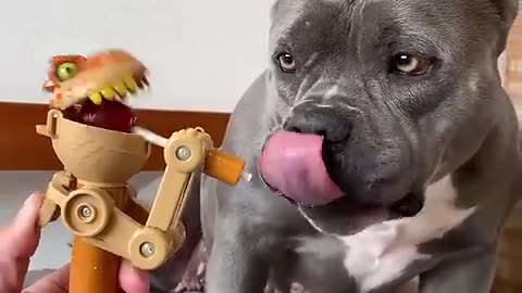 Funny dog video