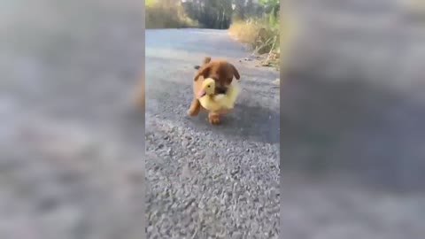 Cute dog takes care of the cutest duckling