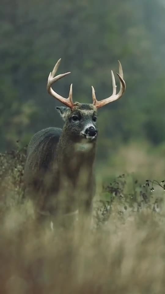 Beautiful wild dear shake head under the rain.mp4