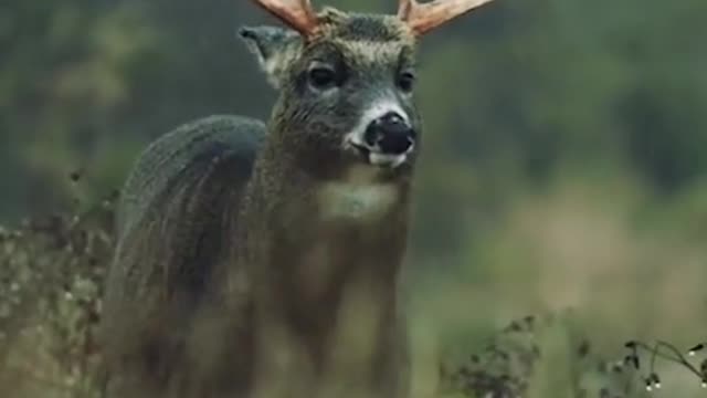 Beautiful wild dear shake head under the rain.mp4