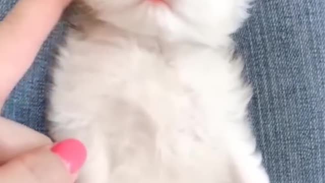 Funniest Cats and Dogs 🐱🐶 Part 10