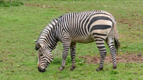 Zebra