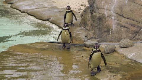 water animals