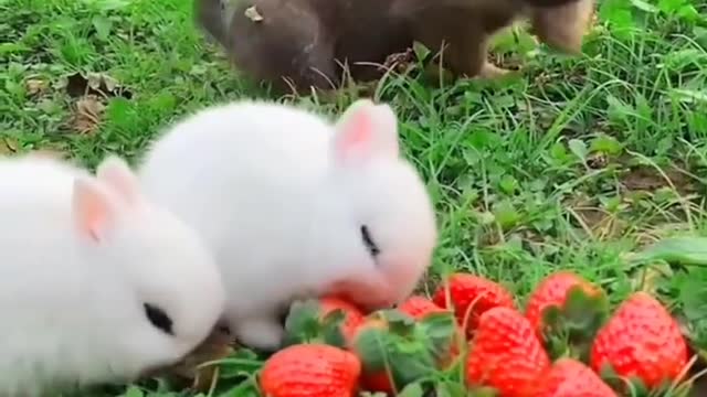 Two cute rabbits eat strawberries near the dog