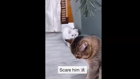 Funny & Cute Cats Vedio