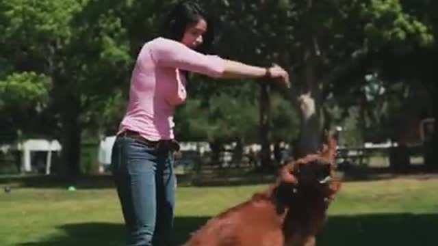 Cute #Dog Training #shorts Video| WhatsApp Status #viral Video