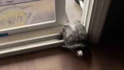 Turtle invites itself in 🤣