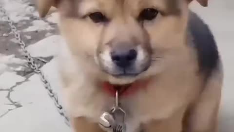 Cute puppy Teri sound