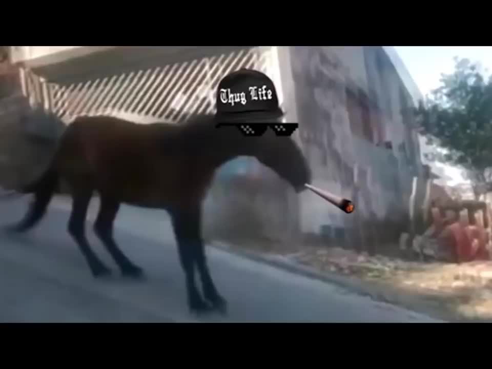 Thug Life Animals Funny Videos