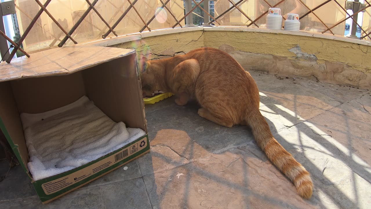 Homeless cat in Ras Al Khaimah, UAE: ED SHEERAN #cat #cats #EdSheeran #emirates #pet #ae #UAE #pets