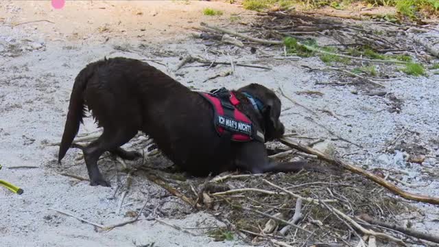 A beautiful and delicious dog swimming in the water.