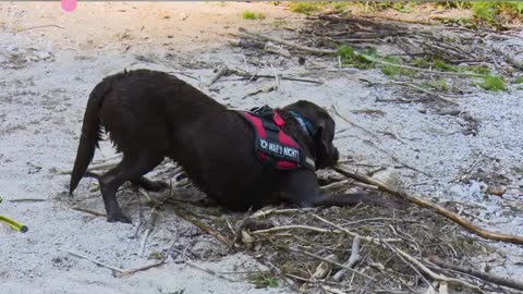 A beautiful and delicious dog swimming in the water.