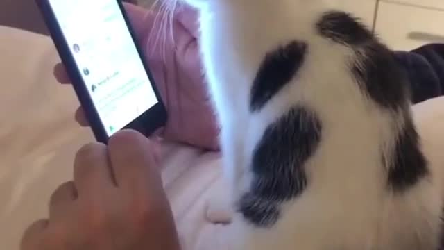 Curious cat