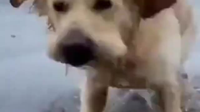 Dogs Life Funny Videos 2021