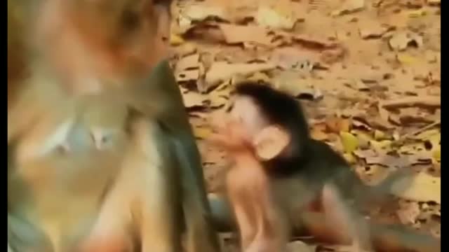 mom monkey and her baby monkey