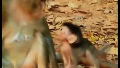 mom monkey and her baby monkey