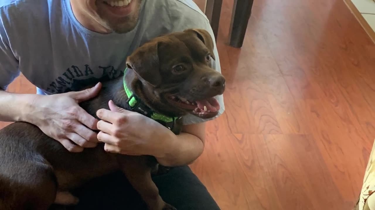 Meeting Nemo, our daughter dog in May 2021