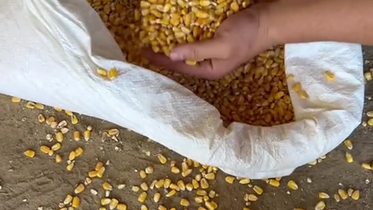 Ele fez um dispositivo para moer milho de forma automática