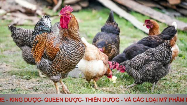 MUỐN THÀNH HẠC - PHẢI TRÁNH XA GÀ - 11/23/21 King Channel - Old2024 Channel