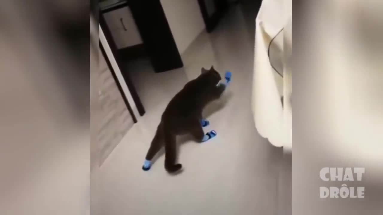 Cute Is Not Enough Best Funny Cat Videos SO FUN 2021