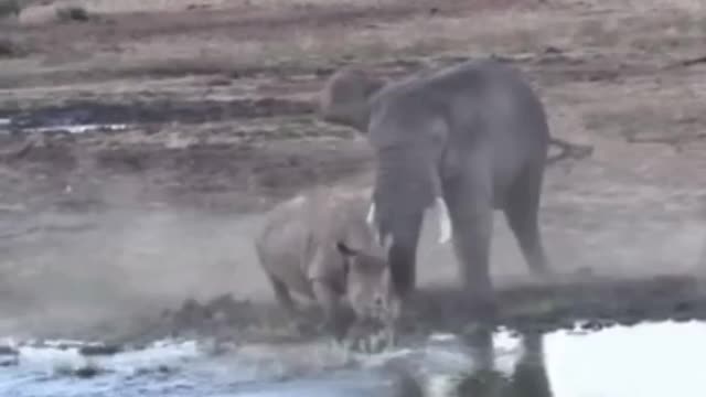 Rinos should never take on an Elephant. 🤣
