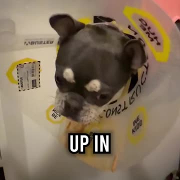 NEVER DO THIS While Trimming Your Dog’s Nails