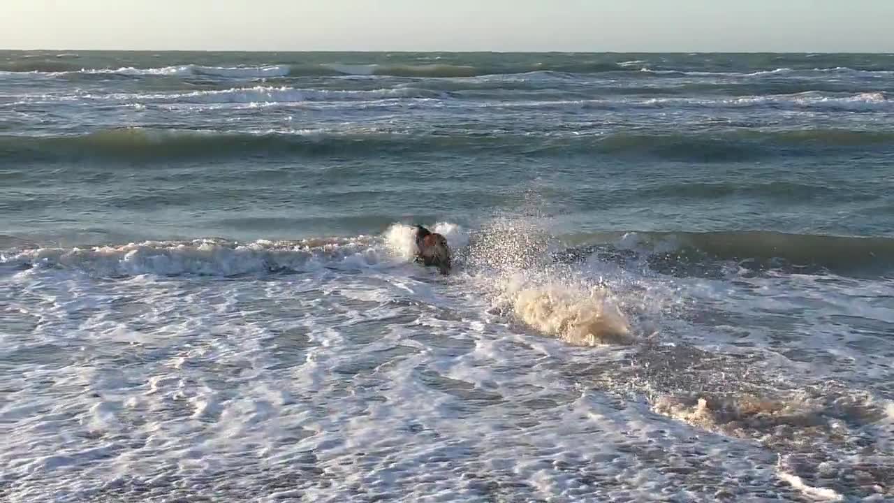 cute dog playing in the sea