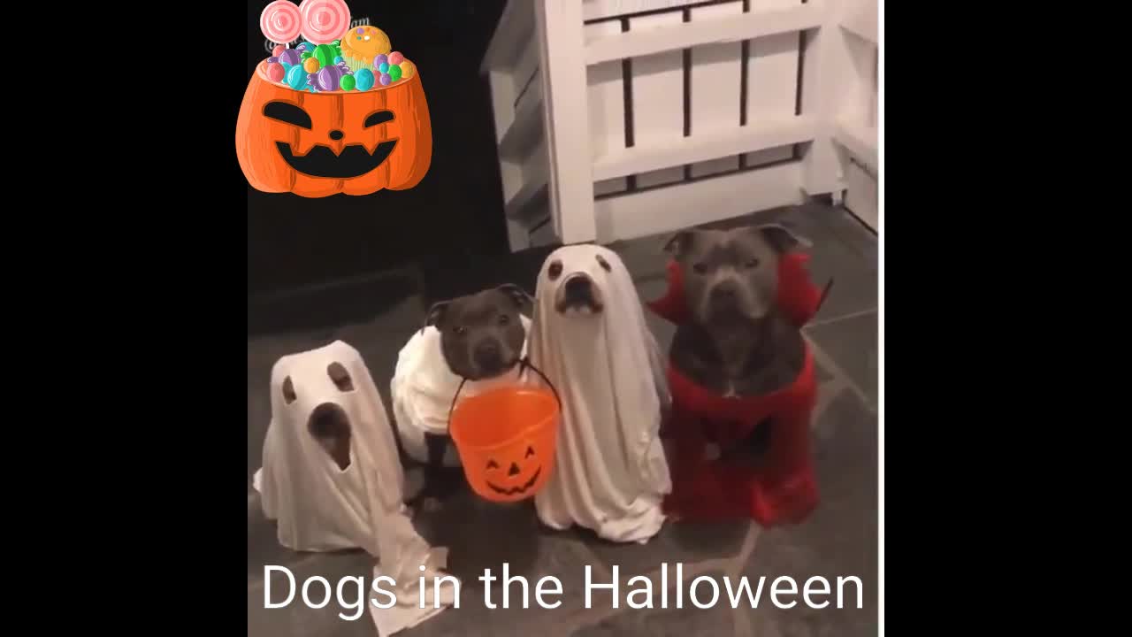 Dogs in the halloween