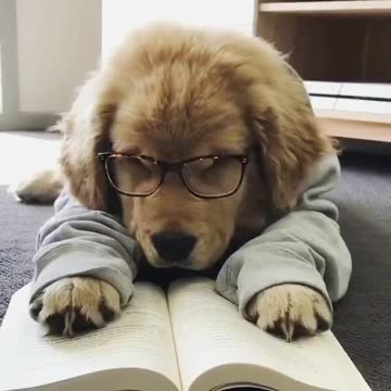 One day before final exam, Have you seen your puppy like this????