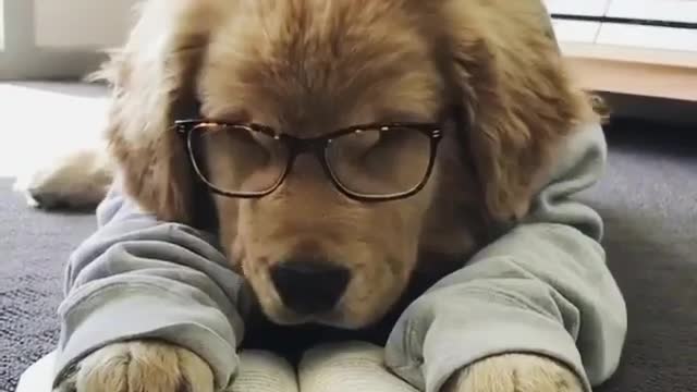 One day before final exam, Have you seen your puppy like this????