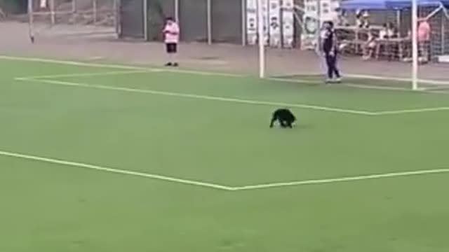 That dog is better than other players