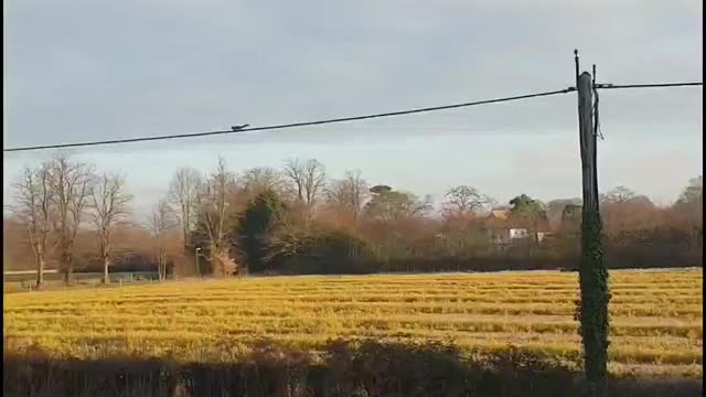 Brave squirrel