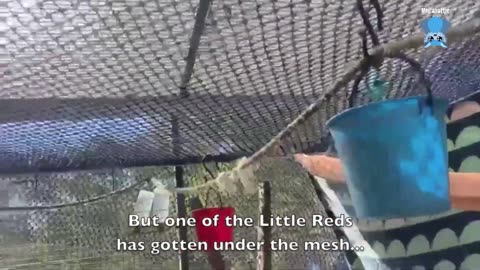 Baby flying-foxes in care K'Ching and Billi Maree