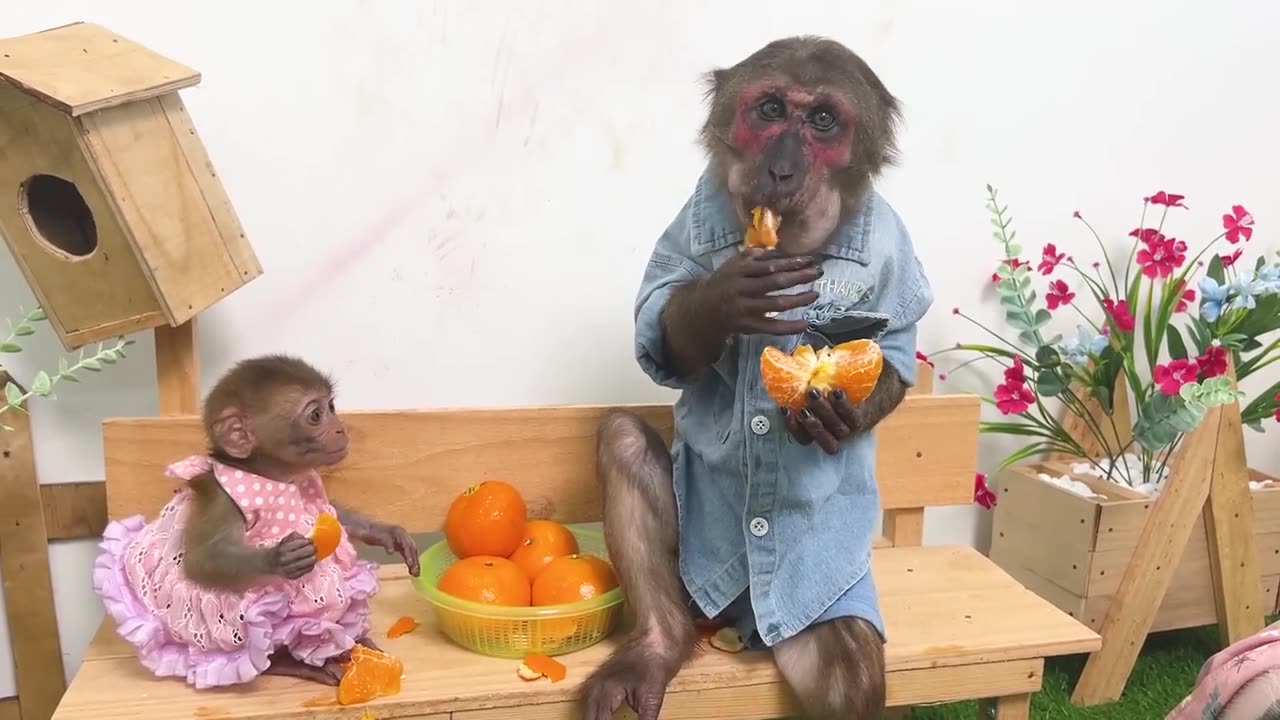 Monkey YiYi takes piglet to buy fruit help YoYo JR