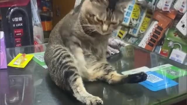 OMG So Cute ♥ Best Funny Cat Videos 2021 # 01