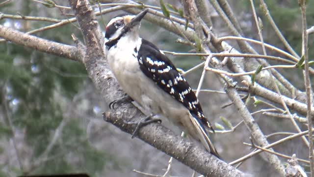 Hairy Woodpecker