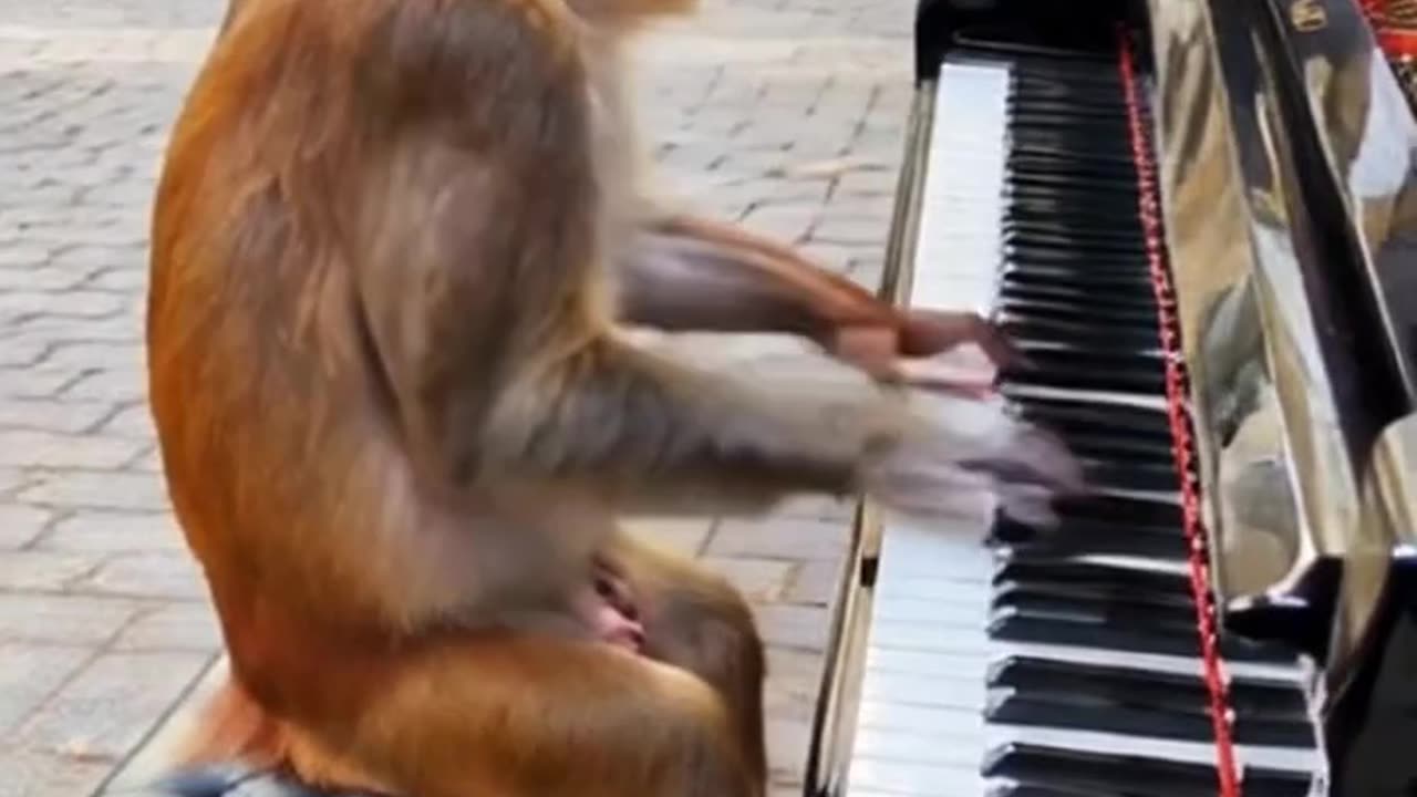 Piano instrument playing for monkey