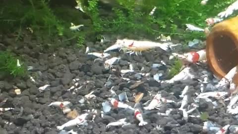 Feeding time of ornamental shrimp