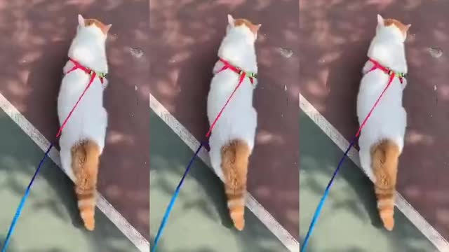 The way he walks is really cool. my domineering cat