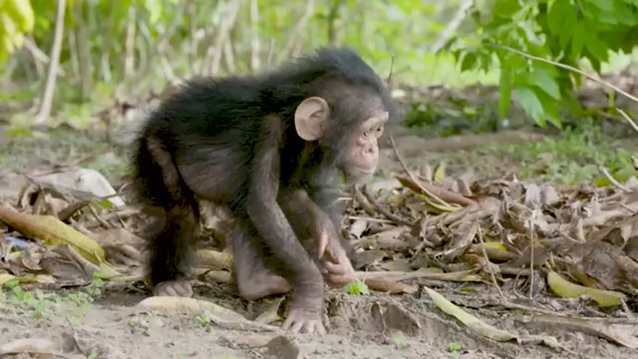 NASA joins Jane Goodall to conserve chimpanzee habitats