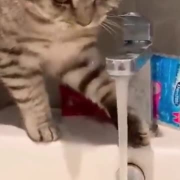 Cats while intoxicated