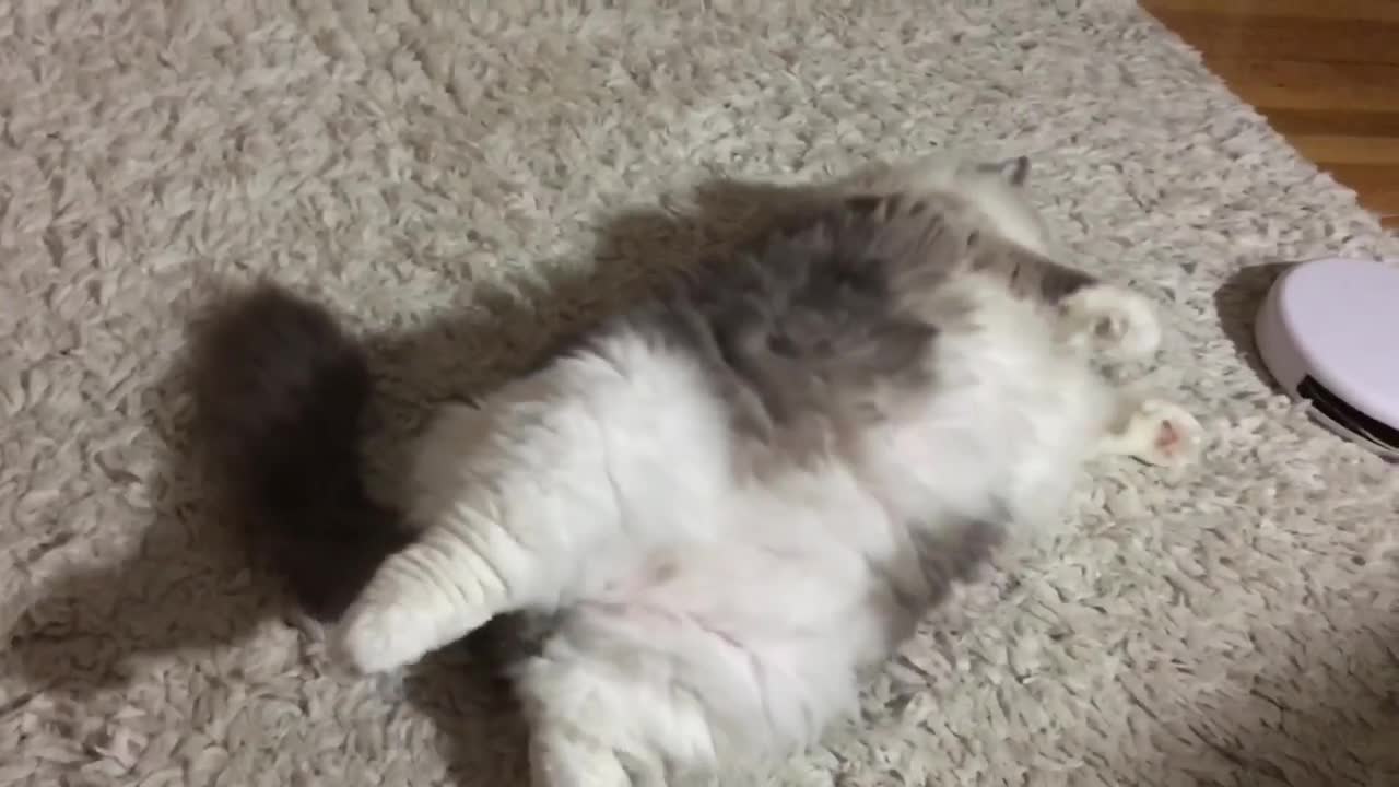 Cat throws tantrum